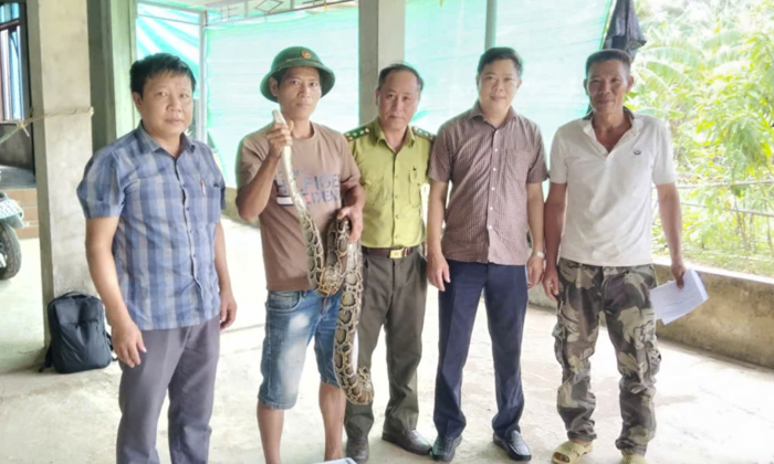 Xã Tuyên Phú: Người dân giao nộp cá thể trăn đất nặng trên 7kg