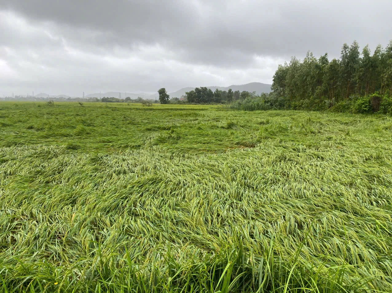 Lúa hè-thu bị ngã đổ do ảnh hưởng bão số 6.