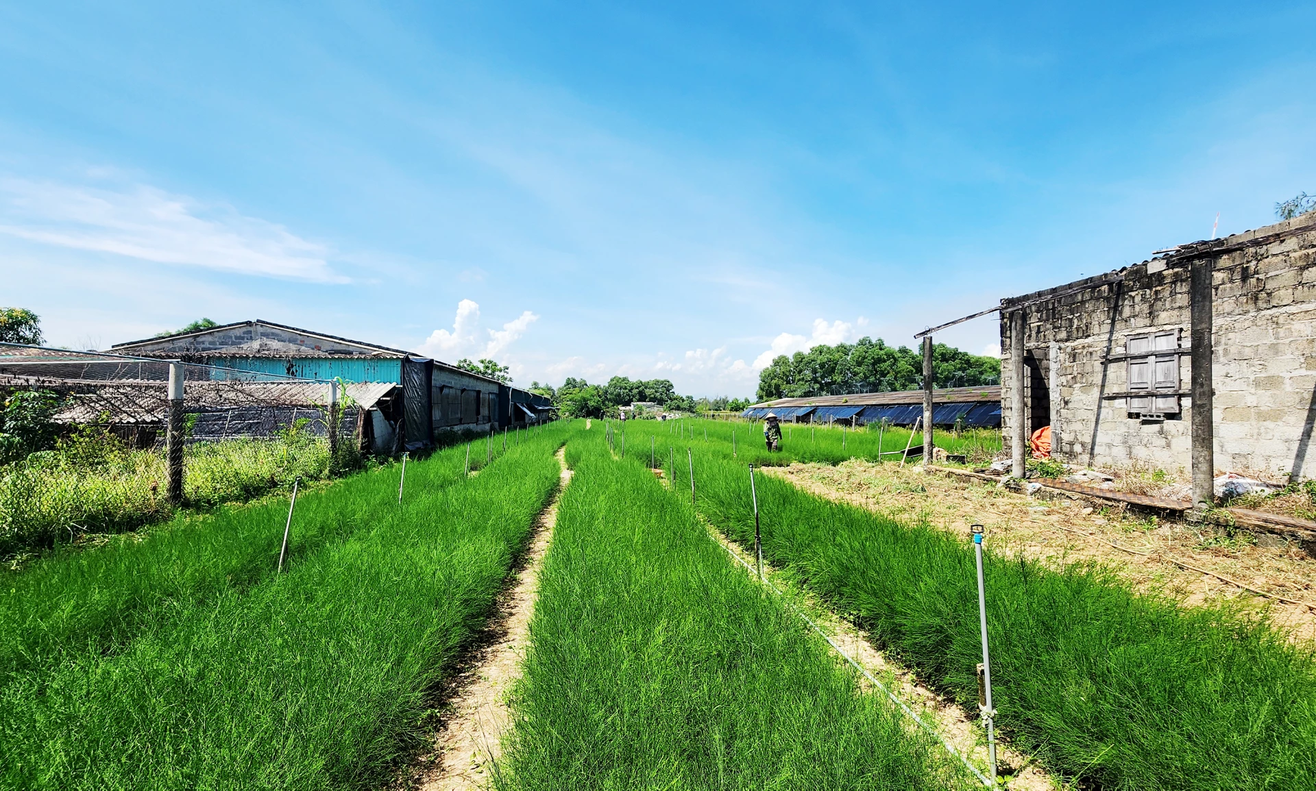 Vườn ươm giống phi lao của anh Nguyễn Văn Hợp-Ảnh: T.Long.