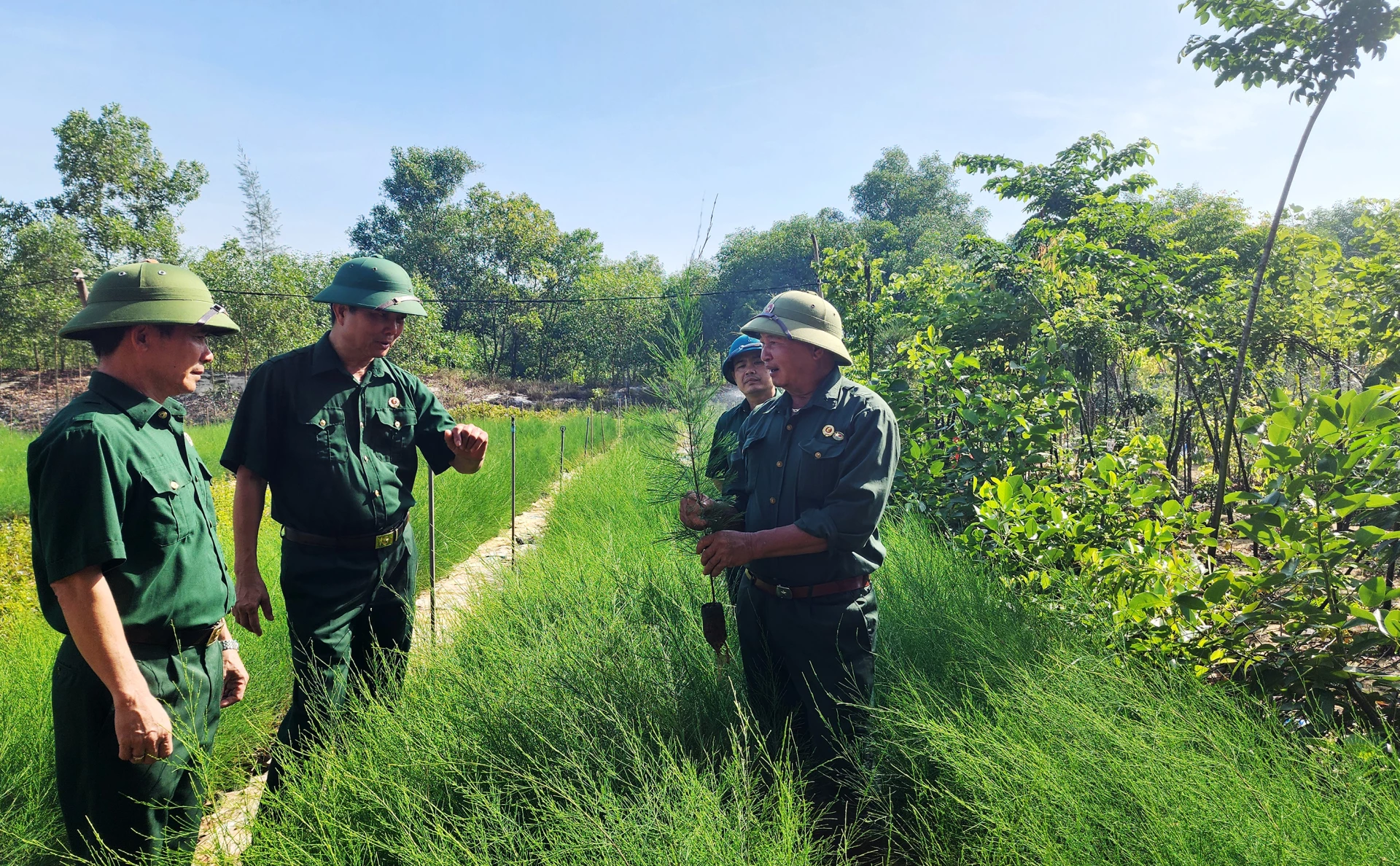 Giám đốc Công ty TNHH giống cây trồng Nông lâm nghiệp Cát Xanh Phan Văn Lý (người ngoài cùng bên phải) đang giới thiệu cho khách hàng về giống cây phi lao-Ảnh: T.Long.