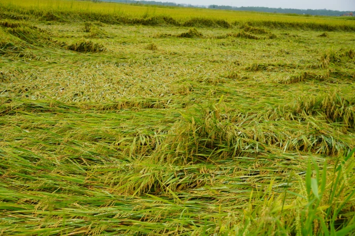 Toàn tỉnh có hơn 2.100ha lúa bị ngã đổ do bão số 5