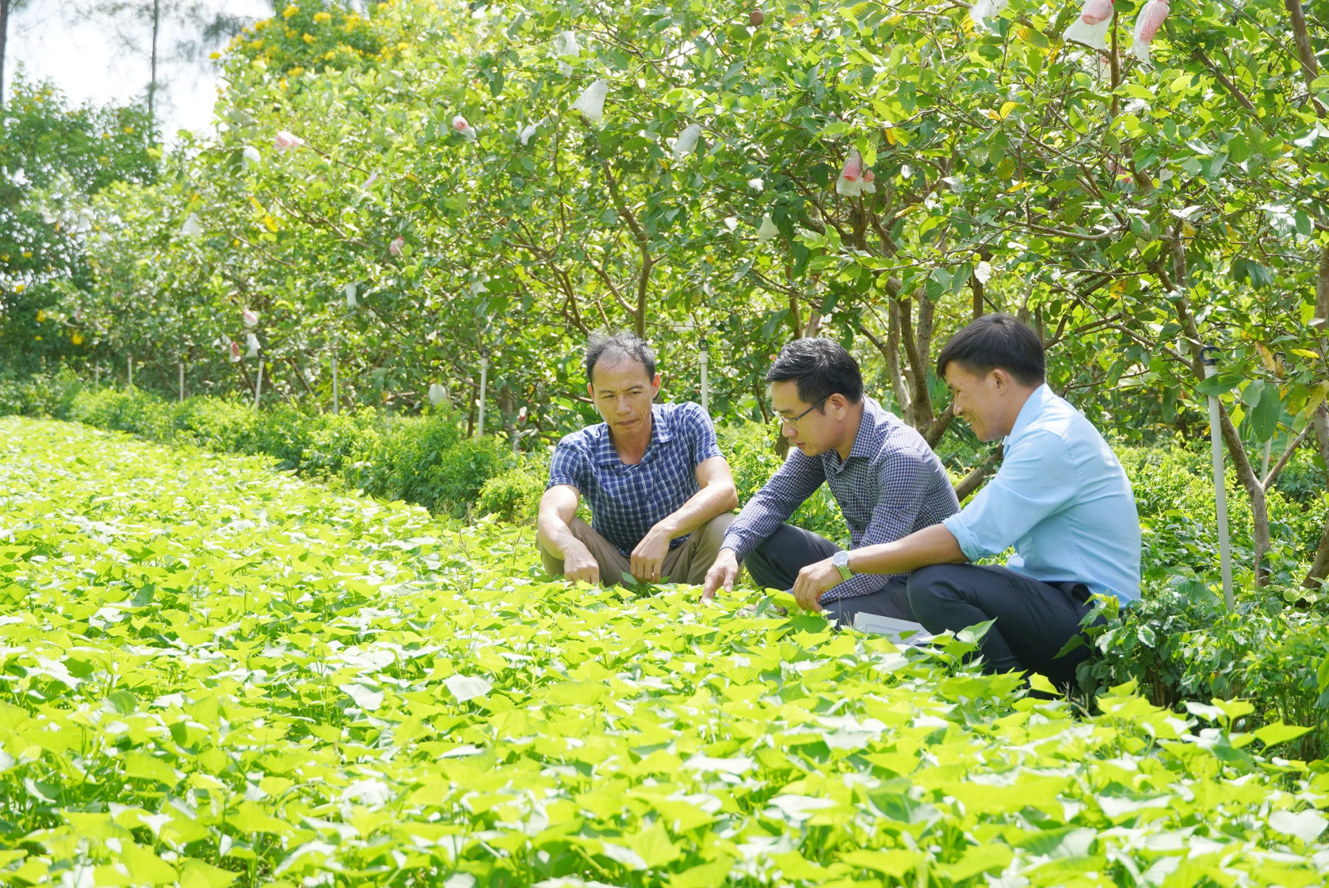 Sản xuất nông nghiệp chuyển dịch theo hướng nông nghiệp hữu cơ, nông nghiệp công nghệ cao - L.M