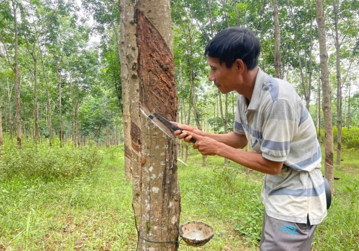 Tìm ra các đối tượng có hành vi trộm mủ cao su ở vùng Cùa