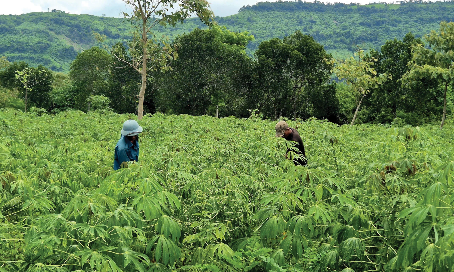 Phát triển cây sắn ở xã Lìa - Ảnh: K.S