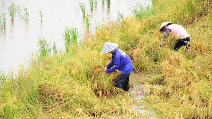 Nông dân khẩn trương khắc phục lúa bị ngã đổ do bão