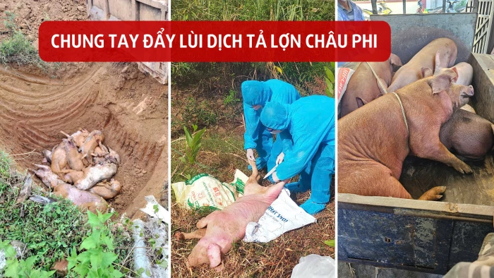Chung tay đẩy lùi dịch tả lợn châu Phi