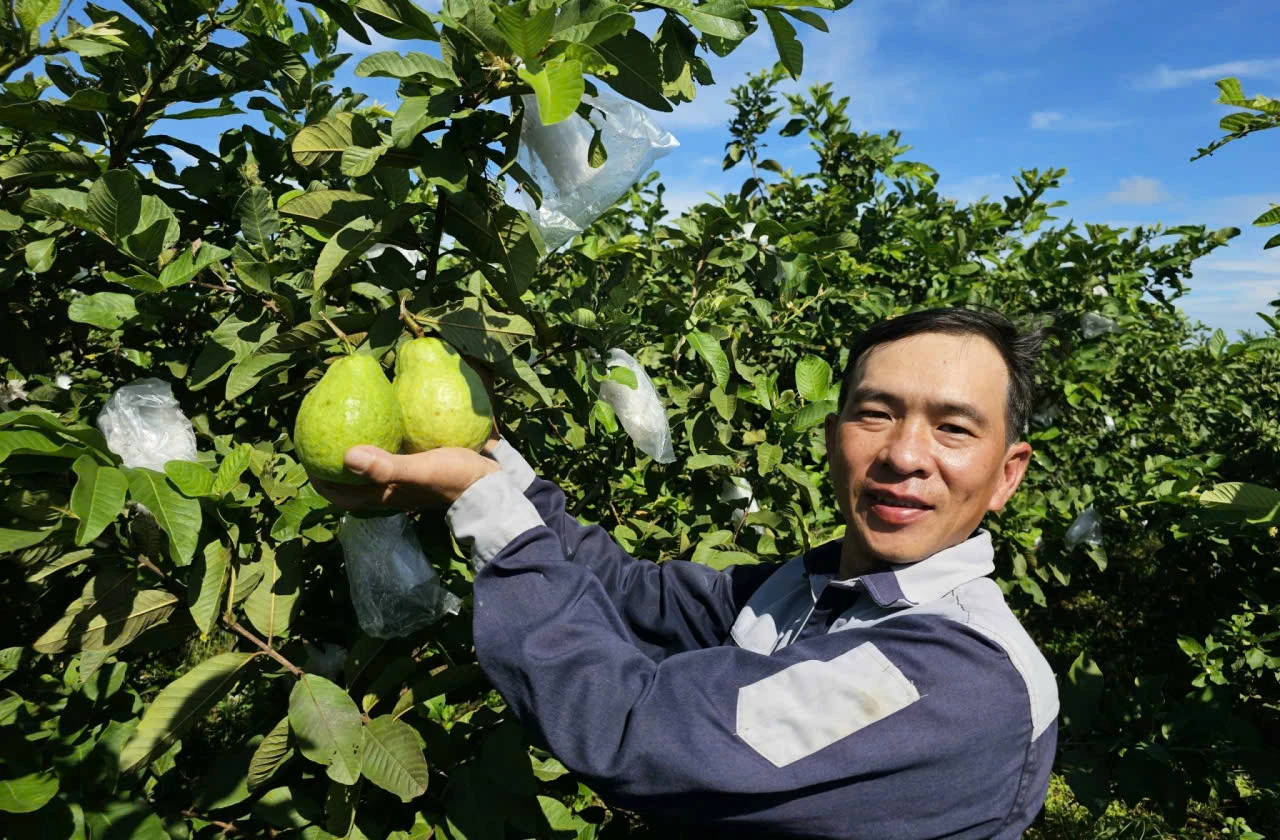 Ổi Phúc Lộc, một thương hiệu trái cây của xã Nam Trạch được nhiều khách hàng yêu thích lựa chọn - Ảnh L.M