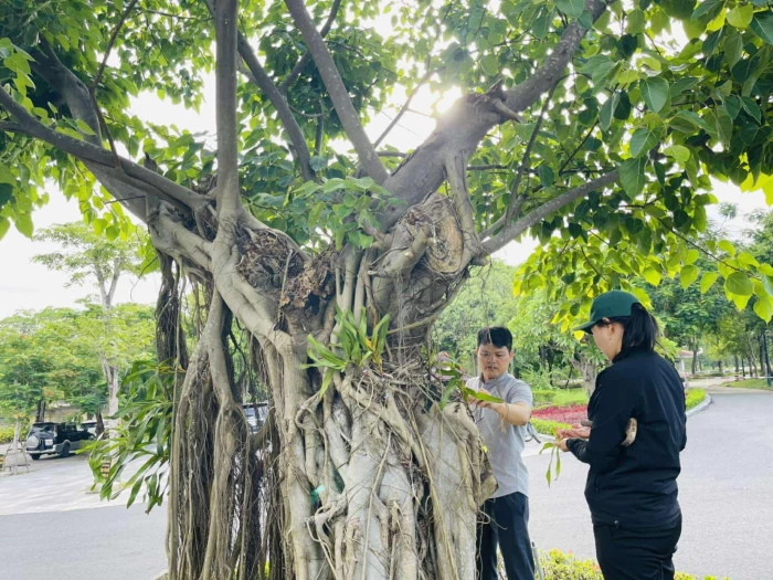 Hàng ngàn cành phong lan được gắn lên cây xanh tại Nghĩa trang Liệt sĩ quốc gia Đường 9
