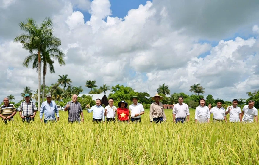 Ê-kíp làm phim tài liệu VTV đặc biệt “Hạt giống hạnh phúc” cùng những người bạn Cuba trên cánh đồng lúa chín. Ảnh: VTV
