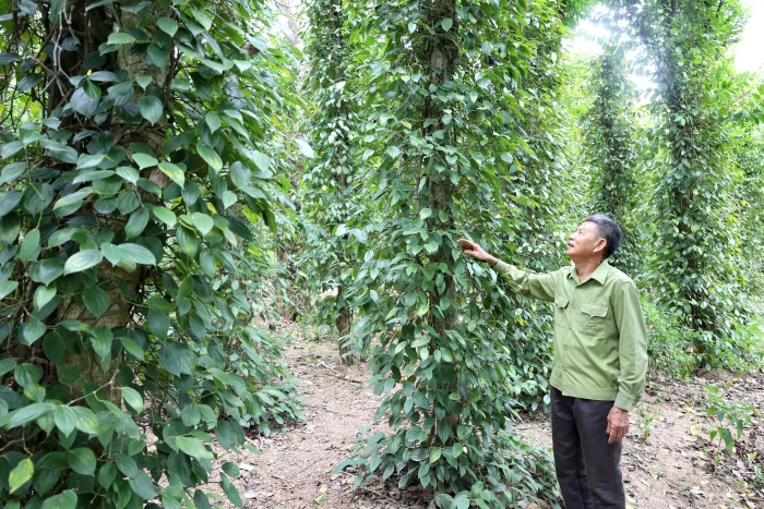 Đất cằn...“nở hoa”