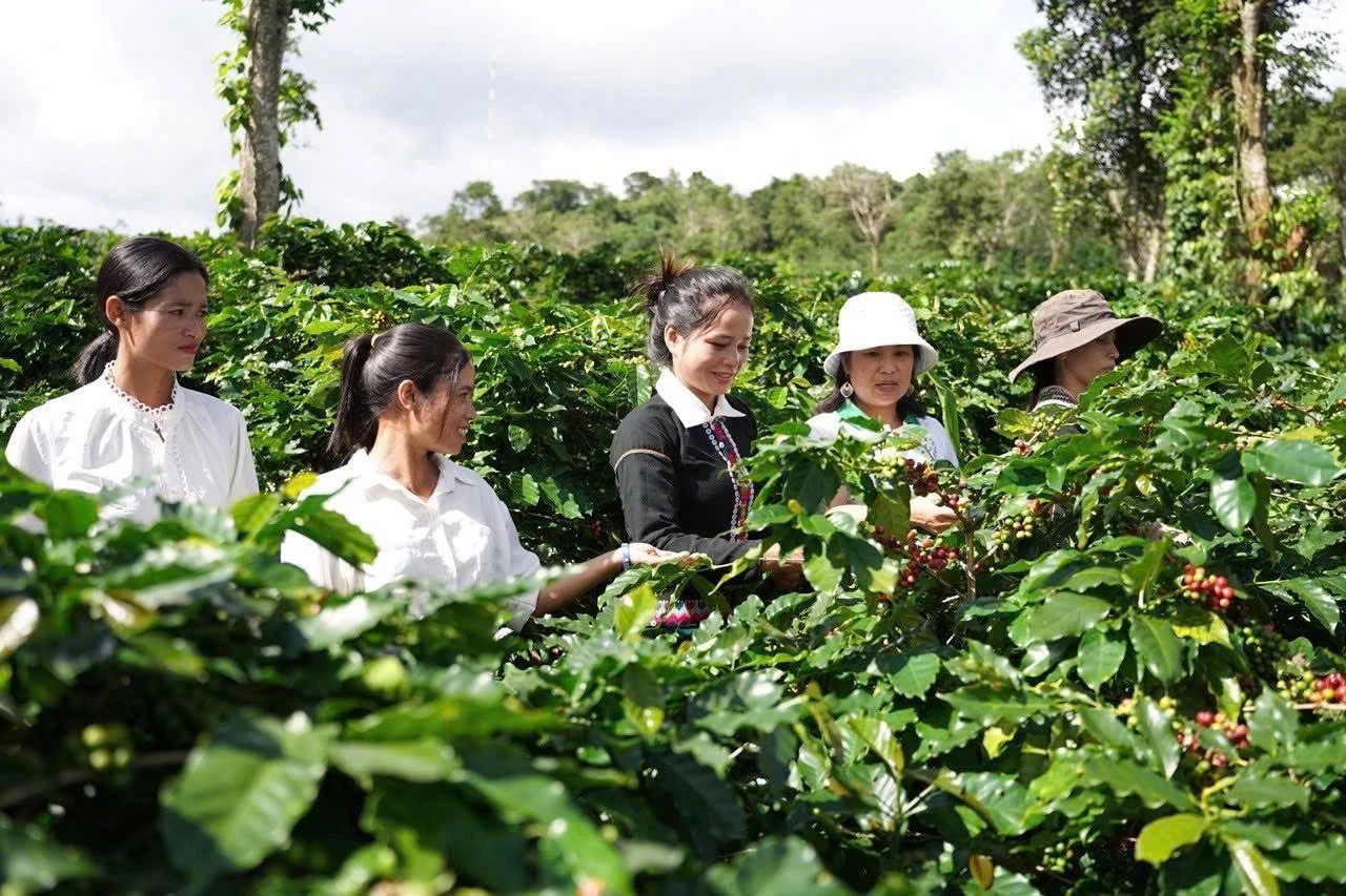 Hợp tác xã Nông sản Khe Sanh (xã Khe Sanh) đồng hành cùng đồng bào Vân Kiều trồng cà phê sạch - Ảnh Lê An