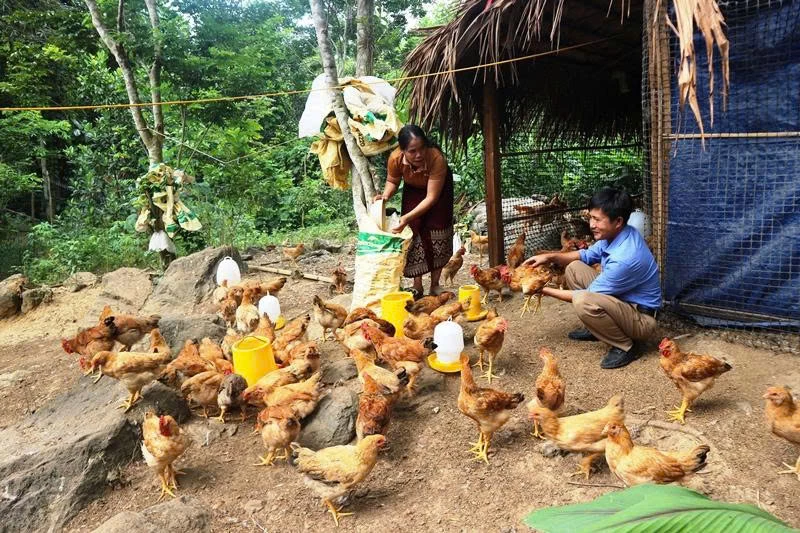 Mô hình nuôi gà ri đang được Trung tâm Khuyến nông tỉnh thực hiện ở xã Trường Sơn - Ảnh: T.H    