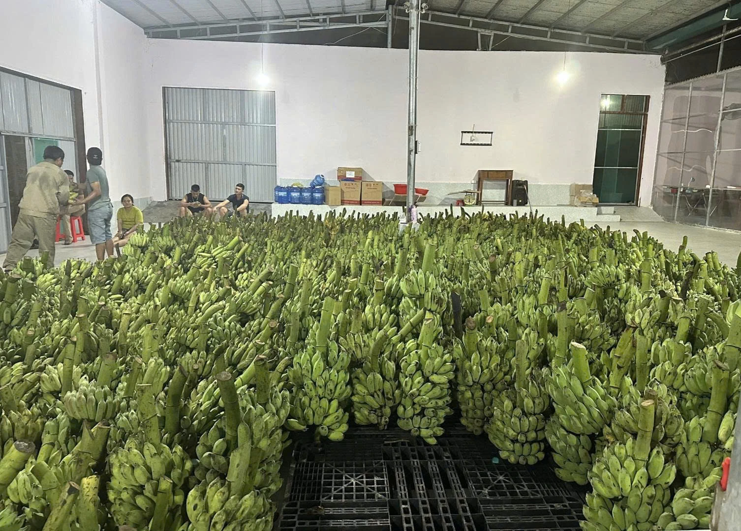 Chuối quả tươi được Công ty TNHH Green Globe thu mua chế biến sâu -Ảnh: K.S