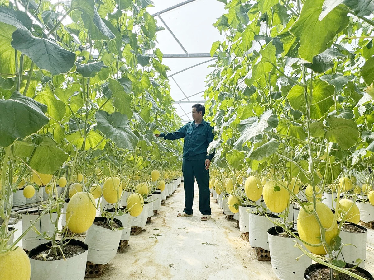 Ứng dụng khoa học kỹ thuật trong phát triển sản xuất nông nghiệp tại xã Sen Ngư -Ảnh: N.H
