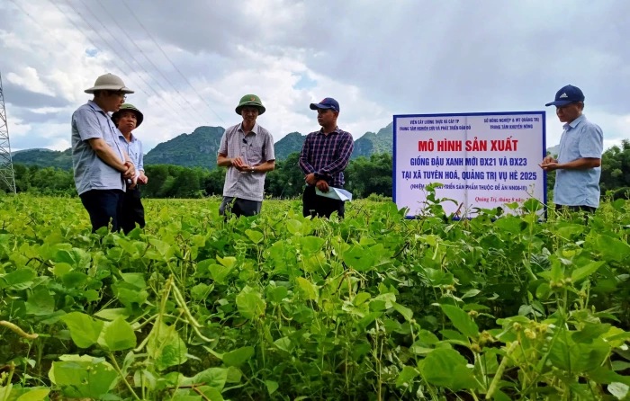 Đánh giá quy trình canh tác giống đậu xanh mới ĐX21 và ĐX23