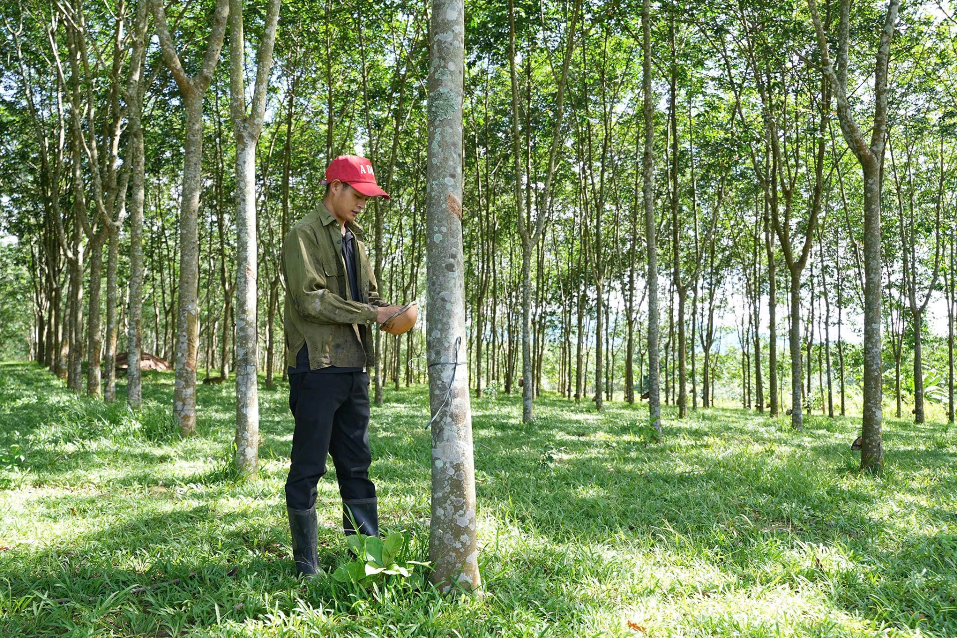 Phát triển cây cao su ở xã A Dơi