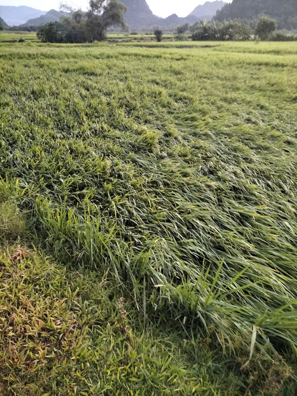 Một số diện tích lúa bị đổ ngã - Ảnh: N.H