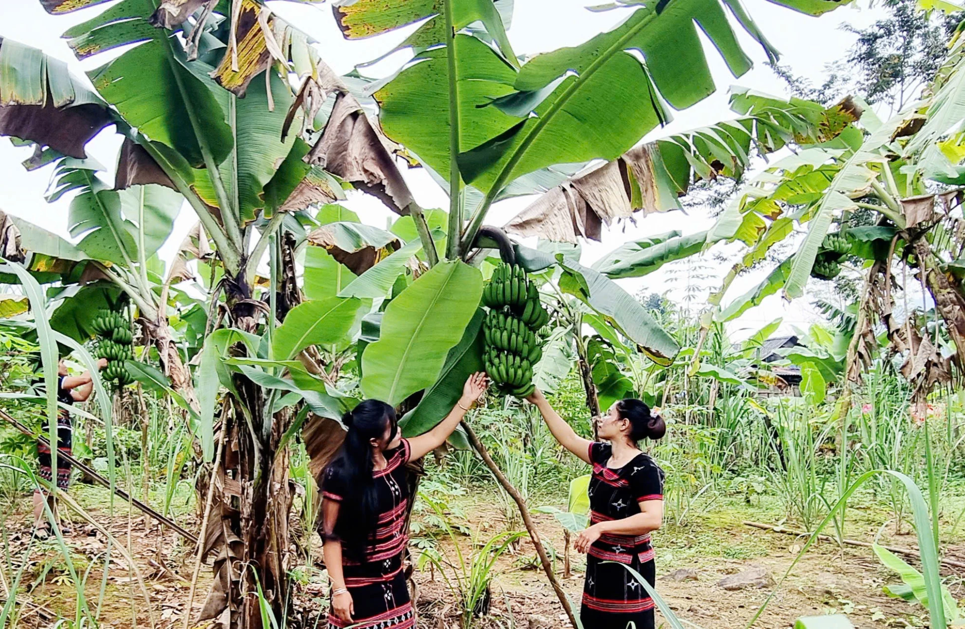 Phát triển cây chuối lùn bản địa tại xã Tà Rụt - Ảnh: K.S 