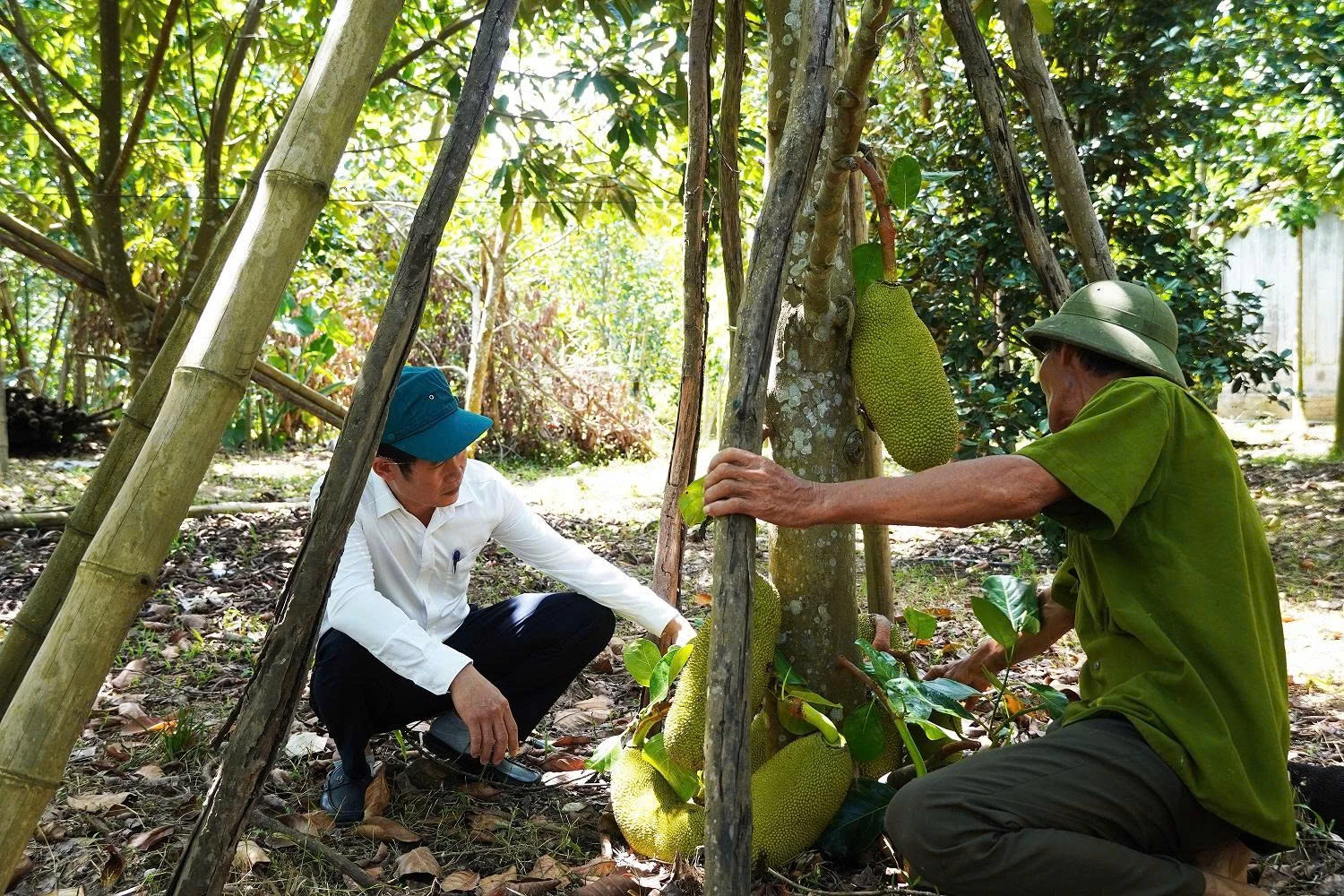 Nông dân Trung Thuần phát triển kinh tế trang trại vùng gò đồi với giống mít chất lượng cao - Ảnh: P.PH
