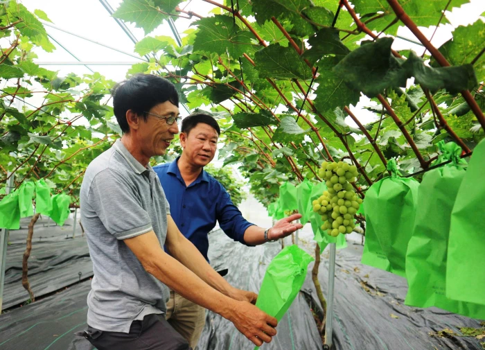 Hỗ trợ xây dựng mô hình sản xuất nông nghiệp hữu cơ