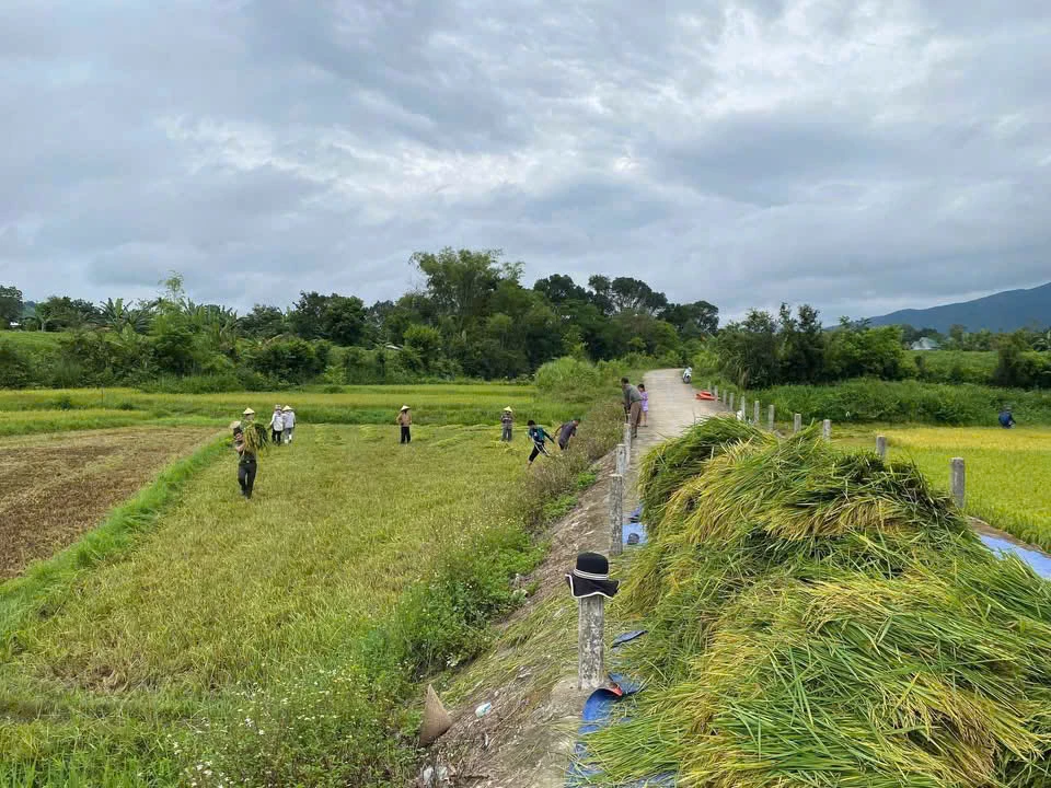 Nông dân xã Tuyên Phú thu hoạch lúa trước mưa bão. Ảnh: T.H.