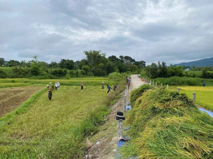 Nông dân khẩn trương thu hoạch lúa hè - thu trước bão số 5