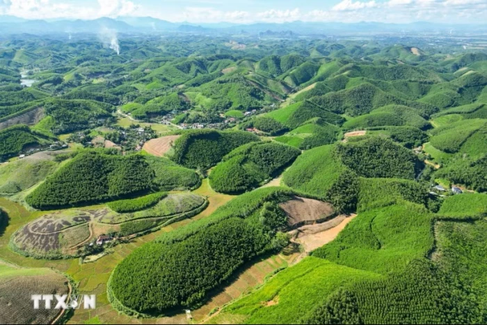 Đề nghị các địa phương tiếp tục triển khai phát triển rừng trồng sản xuất gỗ lớn