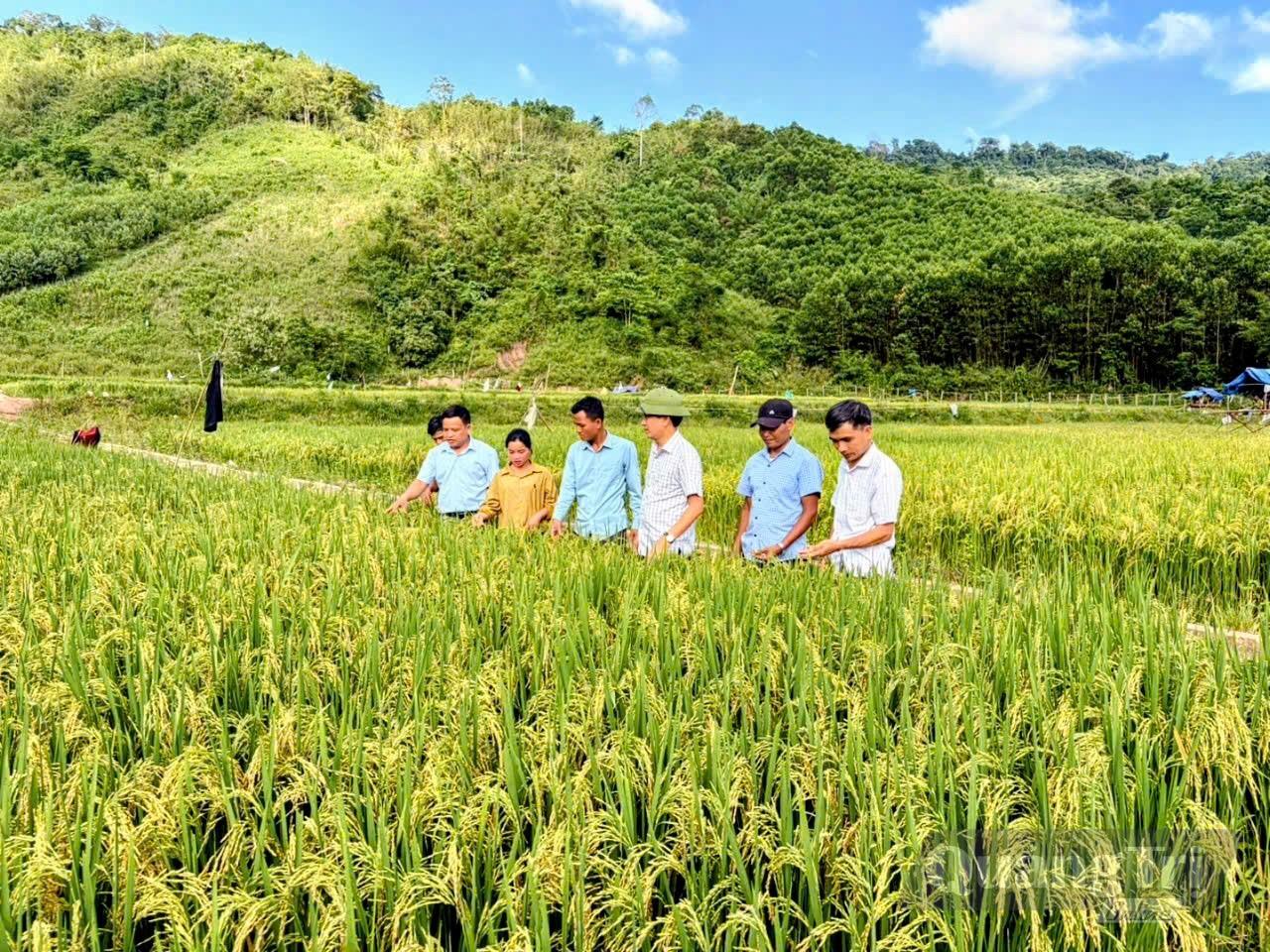 Mô hình trồng lúa nước tại bản Chăm Pu (Thượng Trạch) cho năng suất cao - Ảnh: T.M