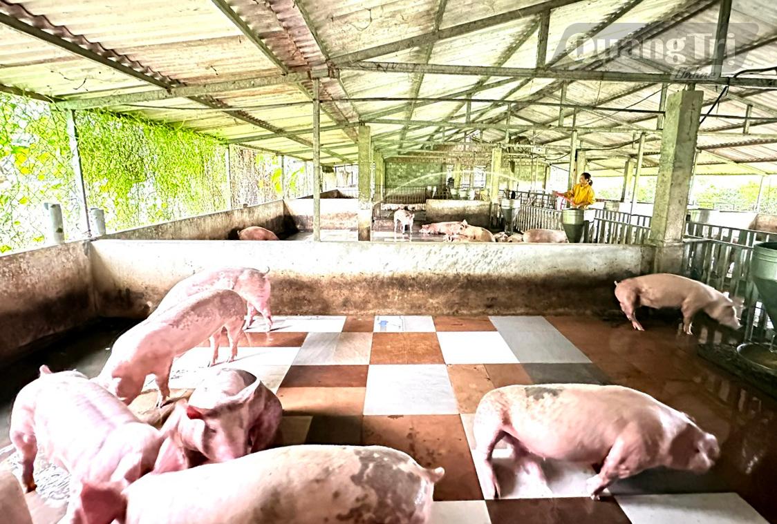 Mô hình trang trại chăn nuôi của chị Trần Thị Huế, ở thôn Hà Thượng ngày càng được đầu tư mở rộng nhờ được tiếp cận nguồn vốn vay ưu đãi - Ảnh: P.K