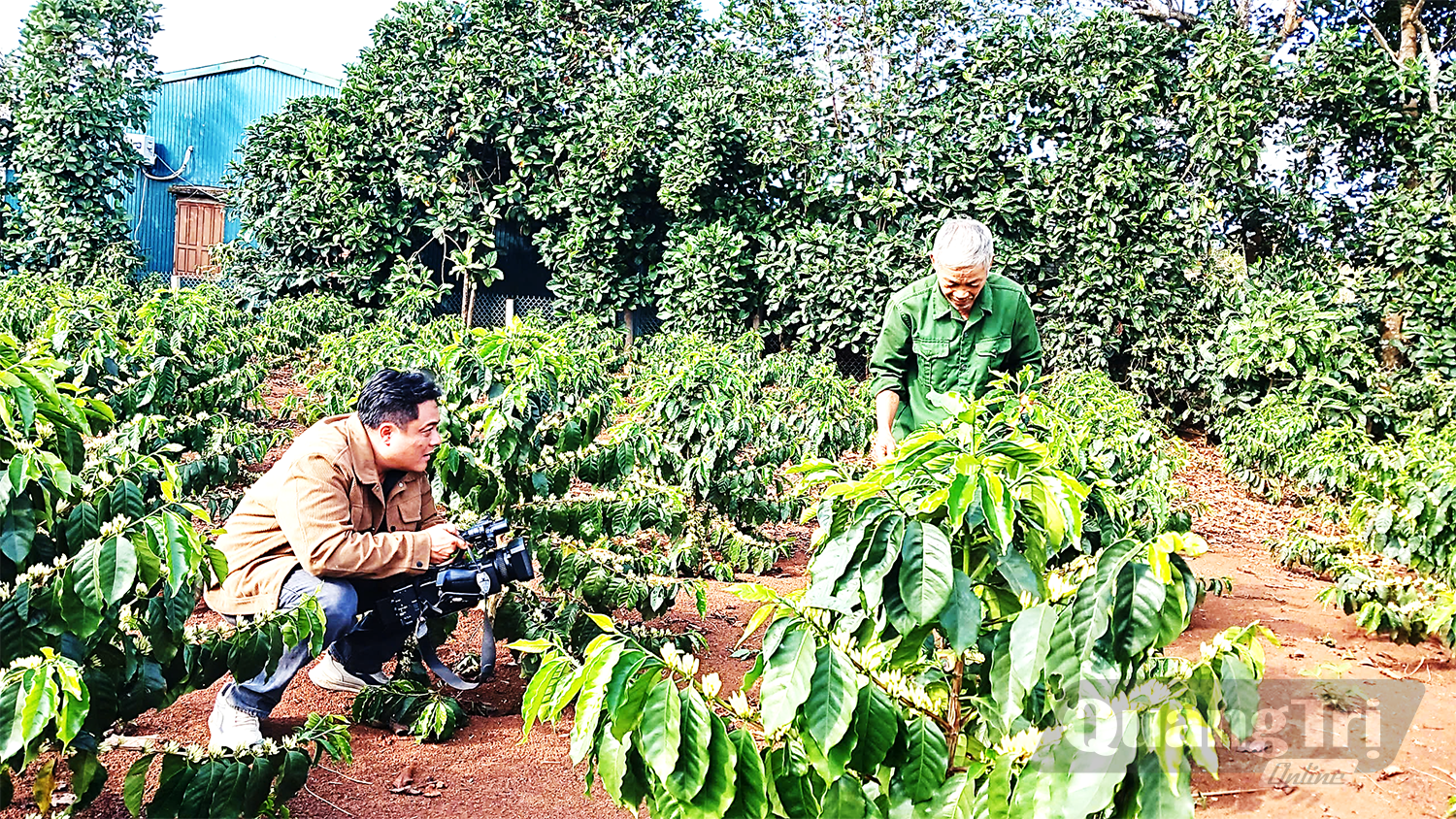 Phóng viên Báo và phát thanh, truyền hình Quảng Trị tác nghiệp tại vùng cà phê Khe Sanh - Ảnh: L.V.N