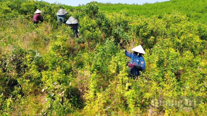 Dầu tràm Tân Mỹ vươn tầm OCOP