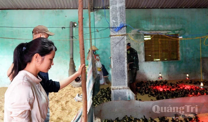 Hỗ trợ xây dựng mô hình nuôi vịt trời an toàn sinh học tại xã Lệ Ninh