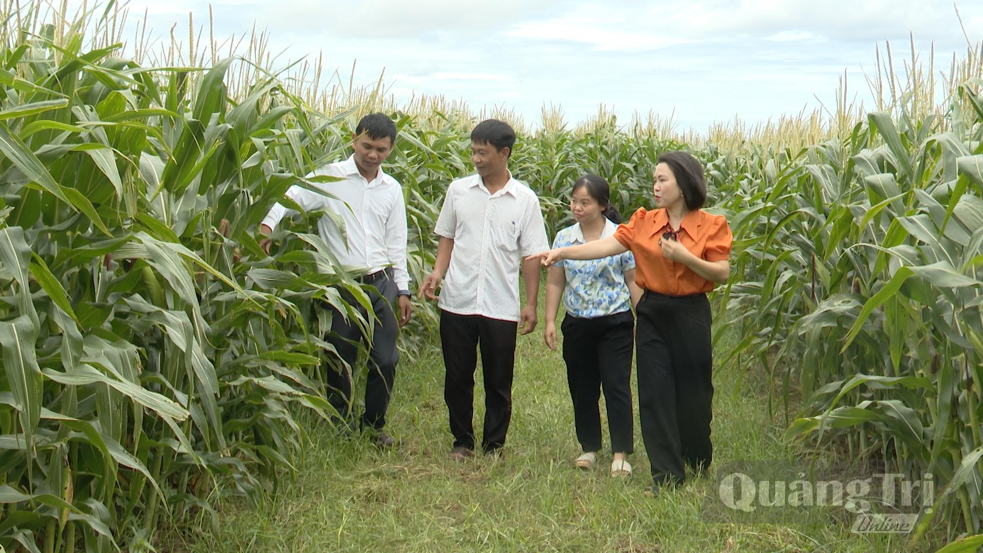 Mô hình chuyển đổi đất lúa kém hiệu quả vụ hè-thu sang trồng ngô sinh khối được doanh nghiệp bao tiêu toàn bộ sản phẩm - Ảnh: Đ.H