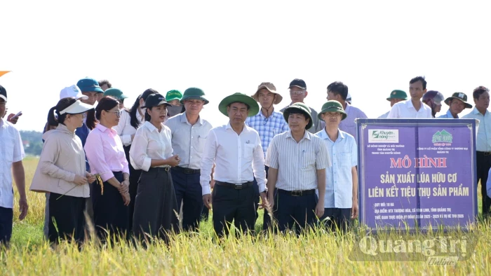 Hội nghị đầu bờ mô hình 'Sản xuất lúa hữu cơ liên kết tiêu thụ sản phẩm năm 2026'