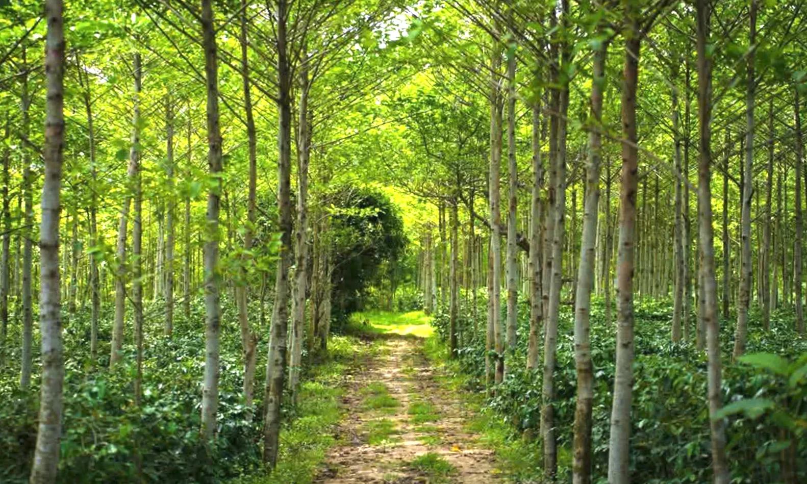 Nông nghiệp xanh, đa giá trị