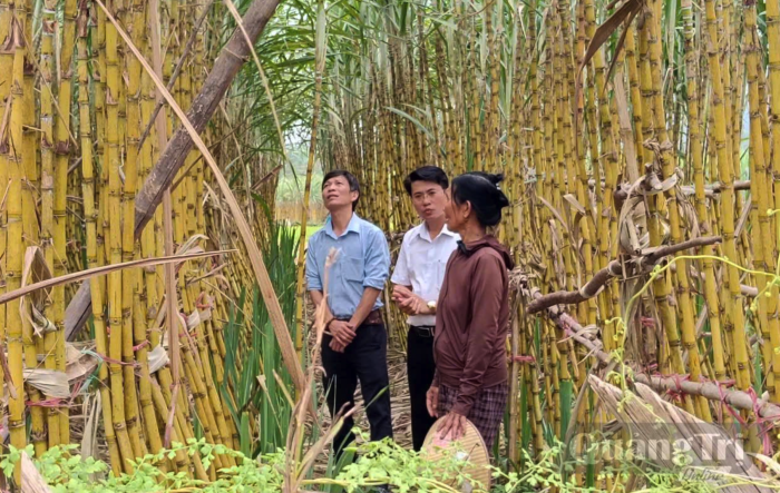 Cây trồng mở hướng giảm nghèo