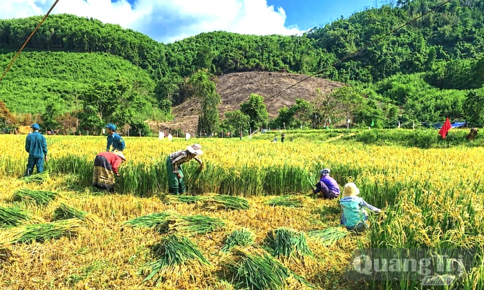 Sinh kế bền vững giữa đại ngàn