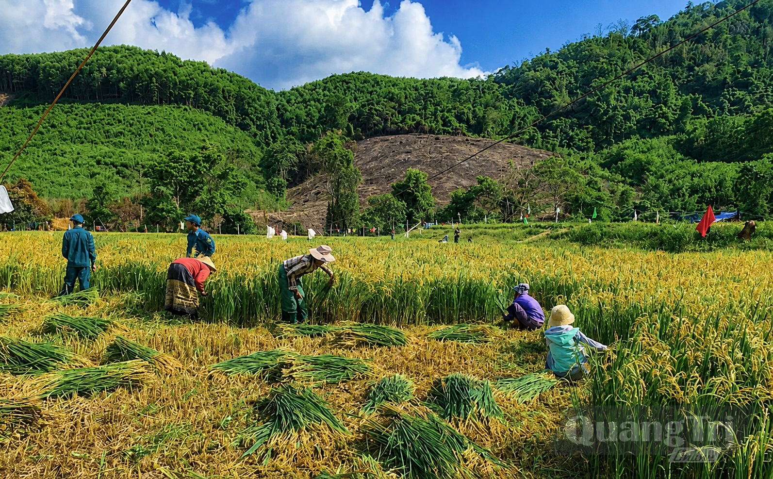 Bà con bản Chăm Pu thu hoạch vụ đông-xuân - Ảnh: T.S