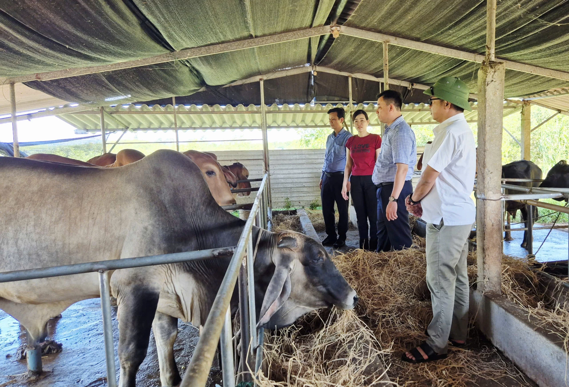Kiểm tra mô hình chăn nuôi bò thịt lai zebu của gia đình chị Nguyễn Thị Huyền Trang, khu phố Tích Tường - Ảnh: K.S