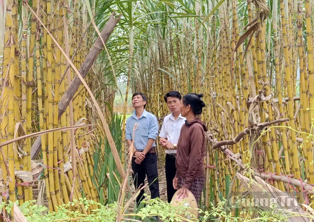 Cây mía mang lại hiệu quả kinh tế khá cao cho người dân xã Trung Thuần - Ảnh: Đ.N