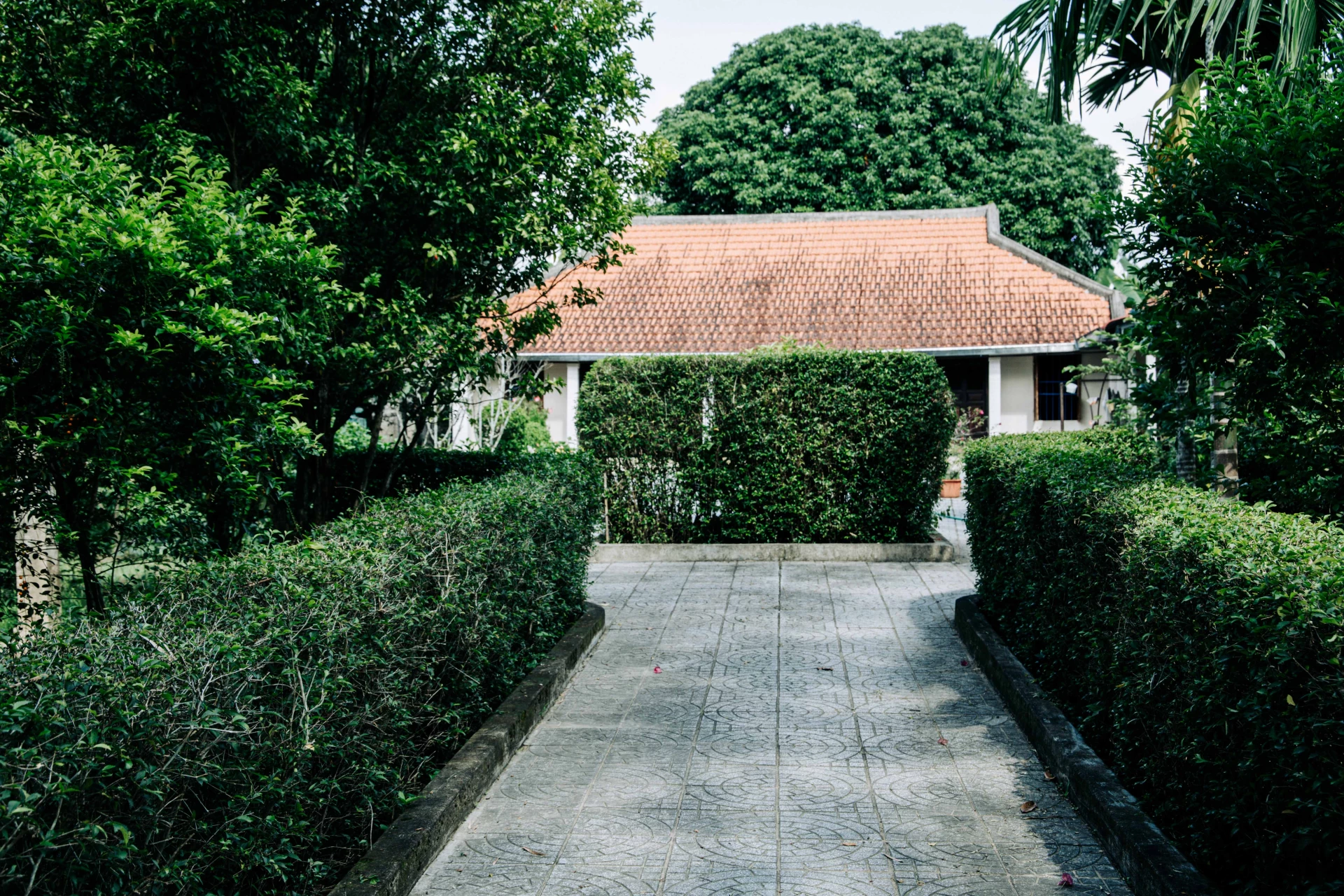 Ngõ nhà bằng chè tàu làng Hội Kỳ 