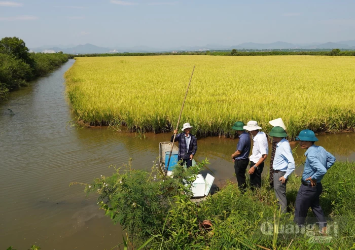 Nuôi tôm càng xanh 'vượt lũ' thích ứng với biến đổi khí hậu