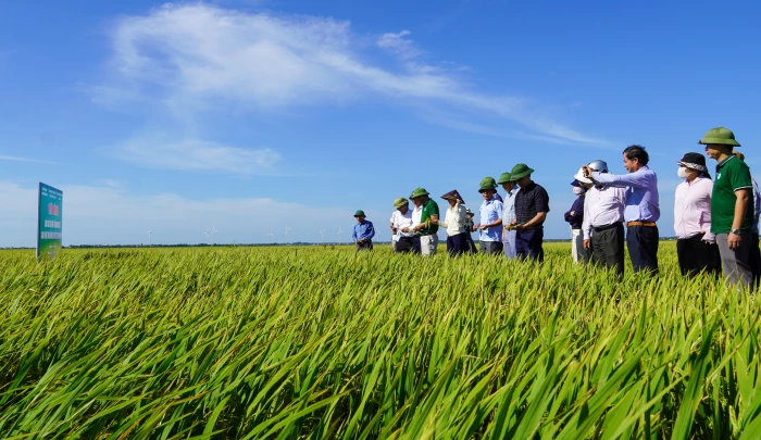 Đánh giá mô hình sản xuất lúa trên diện tích đất không canh tác vụ hè-thu
