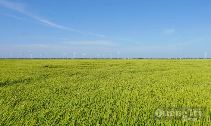 'Đánh thức' những cánh đồng không canh tác vụ hè-thu