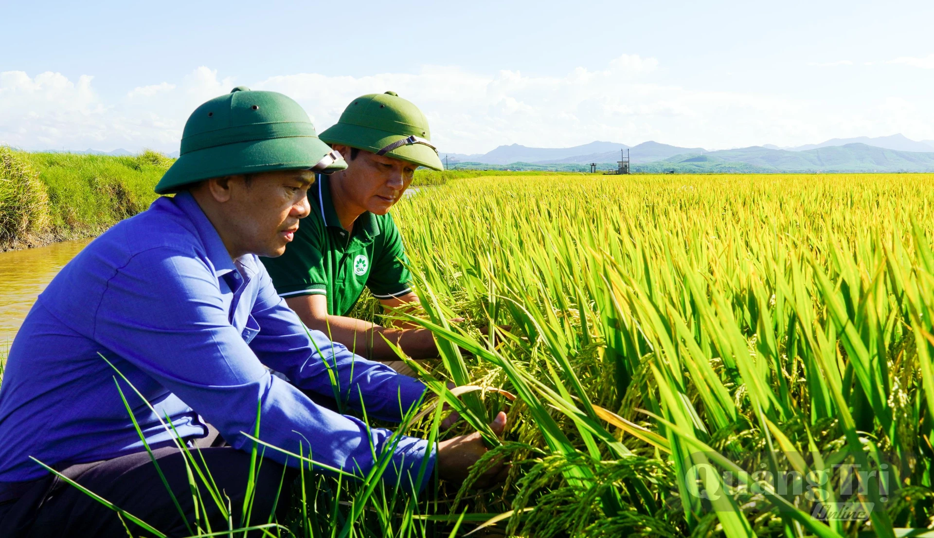 Năng suất lúa dự kiến đạt khoảng 59-60 tạ/ha - Ảnh: N.H