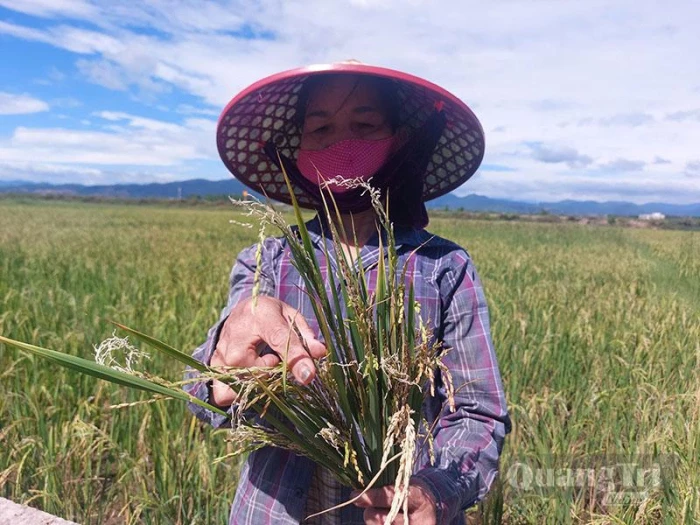 Quảng Ninh: Nhiều diện tích lúa giảm năng suất nghi do nhiễm mặn