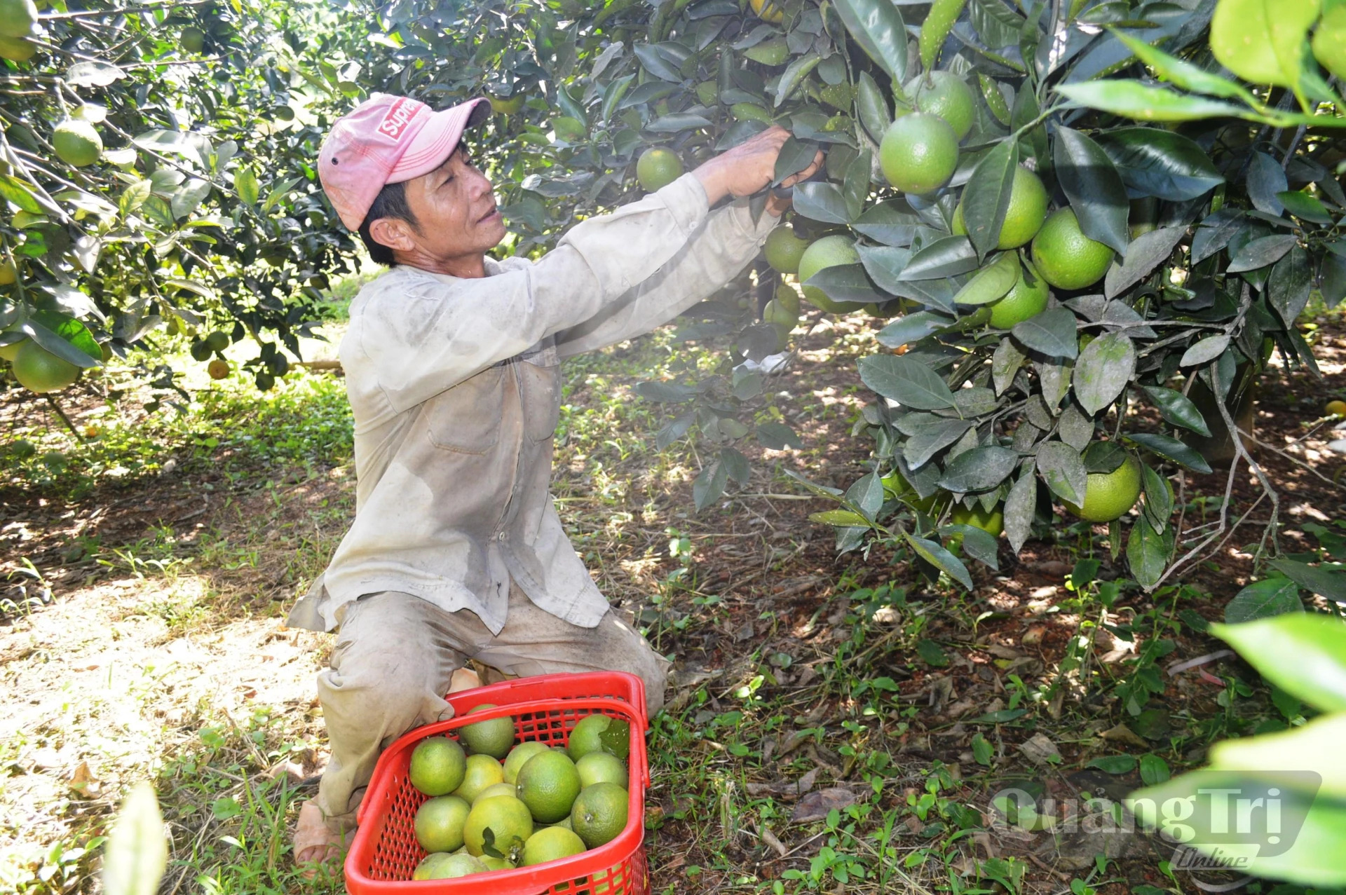 Ông Trần Kim Phúng thu hoạch cam - Ảnh: Đ.V