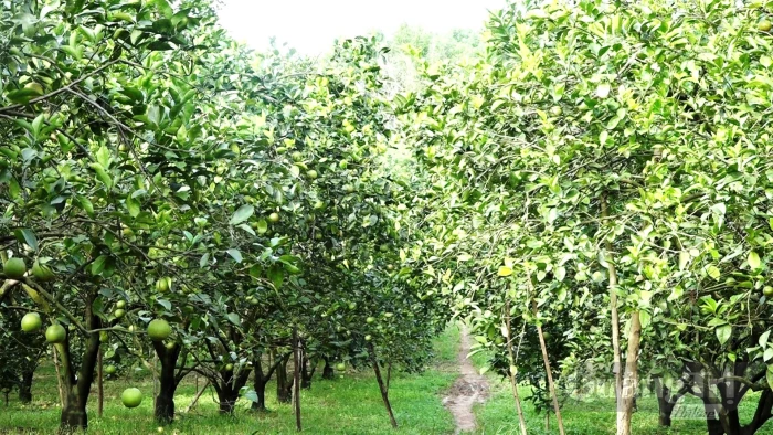 'Quả ngọt' trên vùng đất K4