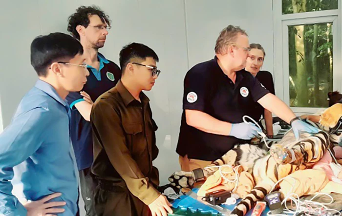 Chăm sóc sức khỏe cho các cá thể hổ Đông Dương tại Phong Nha-Kẻ Bàng