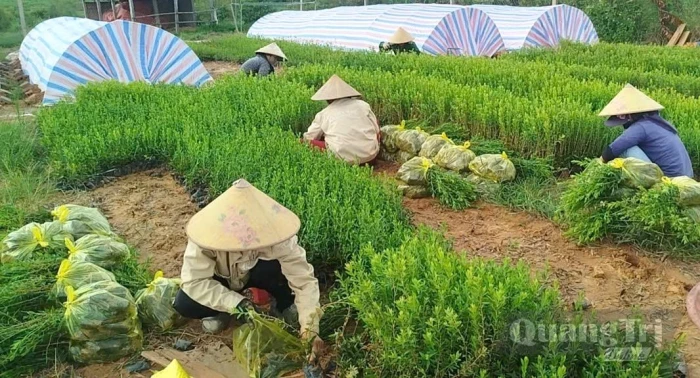 Hợp tác xã kiểu mới